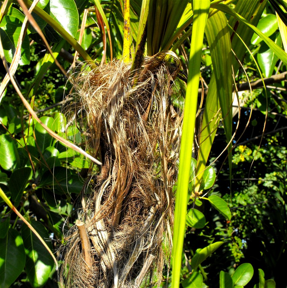 Dypsis utilis at the San Diego Zoo, California, USA. Identified by sign. This is the hairlike stuff at the area where the fronds come out of the trunk.