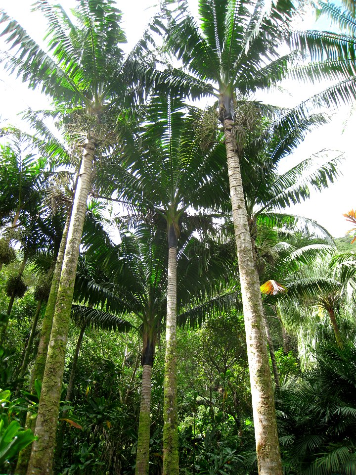 Neoveitchia storckii in Lyon Arboretum, Oahu, Hawaii, USA.