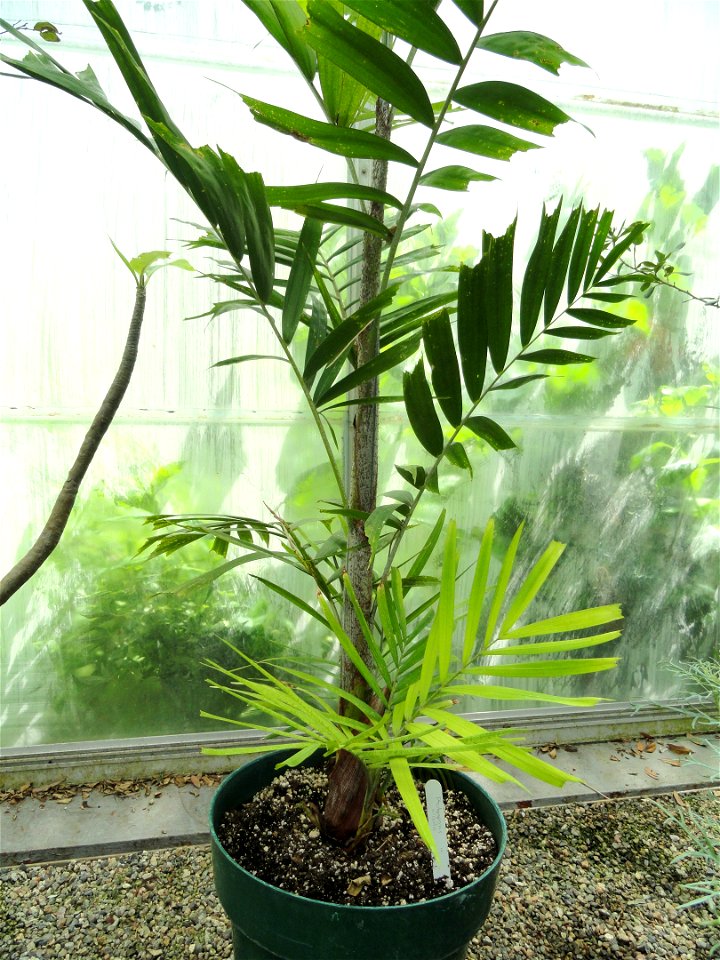 Botanical specimen in the Margaret C. Ferguson Greenhouses, Wellesley College Botanic Gardens, Wellesley College, Wellesley, Massachusetts, USA.