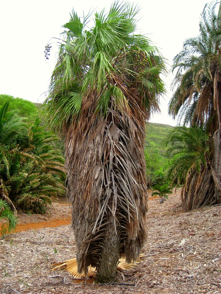 Brahea aculeata in Koko Crater Botanical Garden, Honolulu, Hawaii, USA.