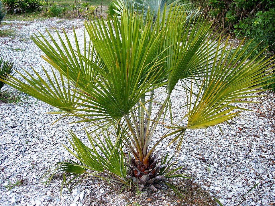 Young Copernicia glabrescens in Tampa, Florida