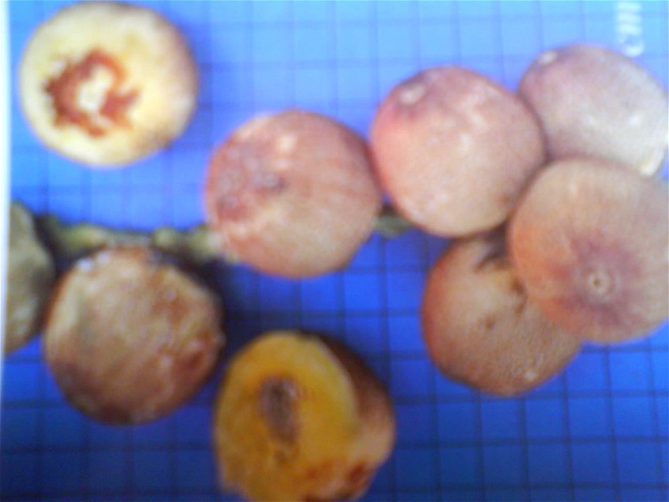 Frutos de Syagrus cearensis