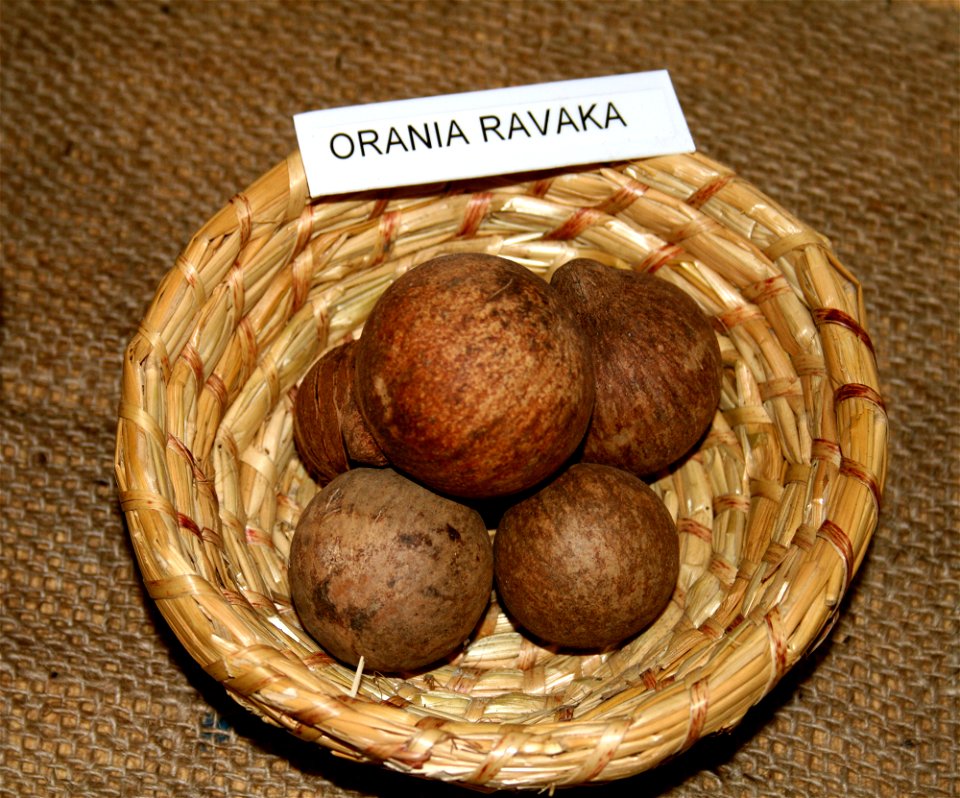Seeds of palm Orania ravaka
semena palmy Orania ravaka
Prague Botanic garden
Date=January 2008

Author= Karelj