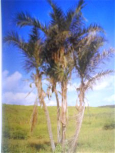 Catolé ou coco-babão, espécie típica de palmeira dos estados do Ceará, Alagoas, Pernambuco e Paraíba. photo
