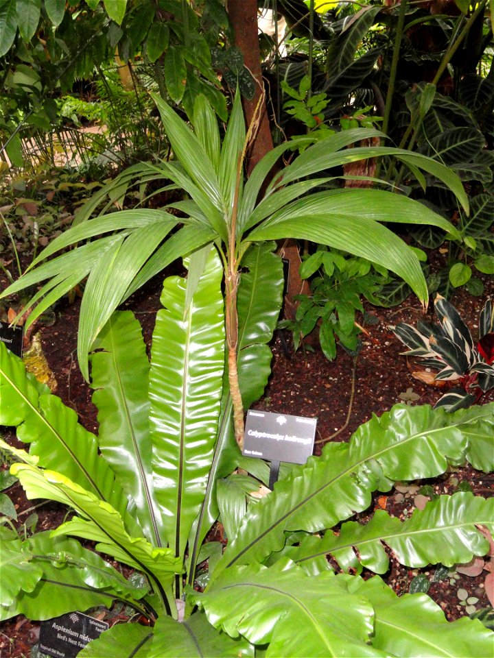 Calyptrocalyx hollrungii. Botanical specimen in the Denver Botanic Gardens, 1007 York Street, Denver, Colorado, USA.