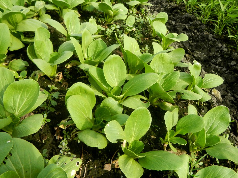 Vegetable plantations in Pulilan, Bulacan including the Ipomoea aquatica Ipomoea aquatica Kangkong Tsina LP Kangkong Ipomoea aquatica Forsk. Convolvulus reptans Linn.  Bok choy Brassica rapa subsp. ch