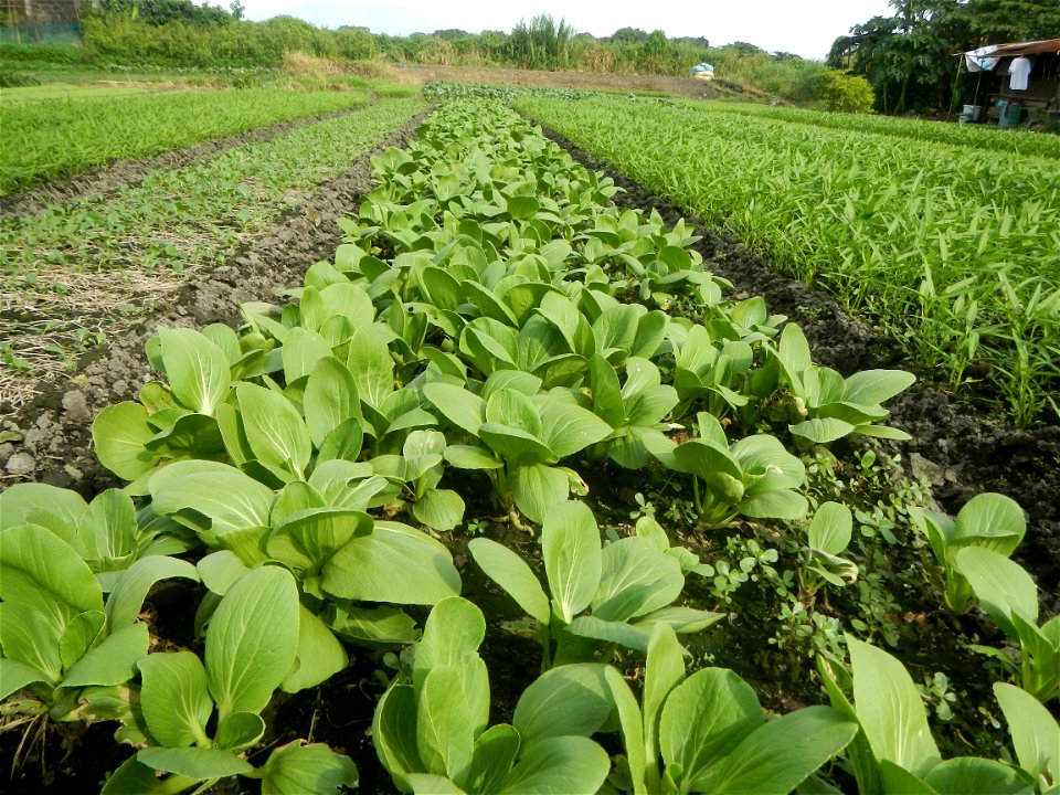 Vegetable plantations in Pulilan, Bulacan including the Ipomoea aquatica Ipomoea aquatica Kangkong Tsina LP Kangkong Ipomoea aquatica Forsk. Convolvulus reptans Linn.  Bok choy Brassica rapa subsp. ch