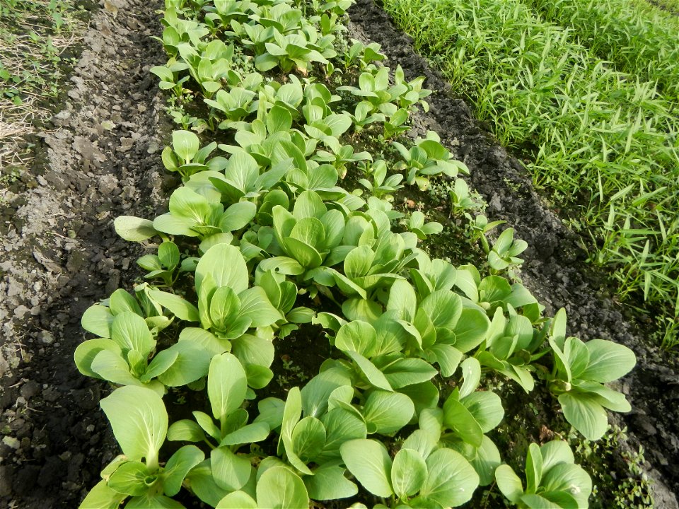 Vegetable plantations in Pulilan, Bulacan including the Ipomoea aquatica Ipomoea aquatica Kangkong Tsina LP Kangkong Ipomoea aquatica Forsk. Convolvulus reptans Linn.  Bok choy Brassica rapa subsp. ch
