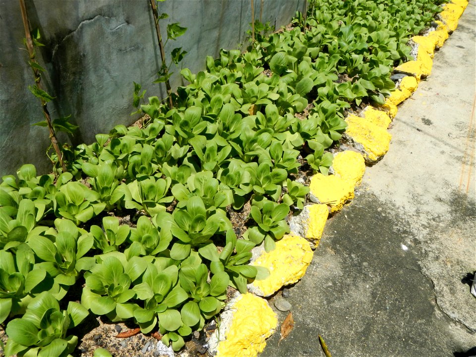 Barangay Cabisuculan, Cabisuculan Lake (Tanggal), Bok choy Brassica rapa subsp. chinensis is bounded by Magtanggol, Muñoz, Nueva Ecija (from the Muñoz-Lupao Road, Highway, accessed from the Pan-Phili photo