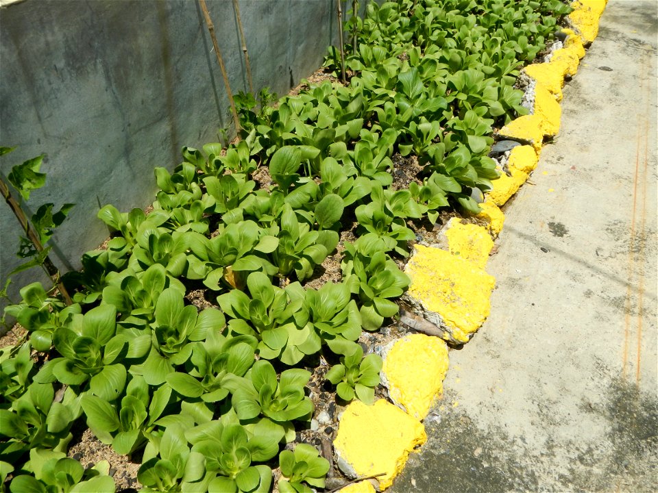 Barangay 
Cabisuculan, Cabisuculan Lake (Tanggal), Bok choy Brassica rapa subsp. chinensis is bounded by Magtanggol, Muñoz, Nueva Ecija (from the Muñoz-Lupao Road, Highway, accessed from the Pan-Phili