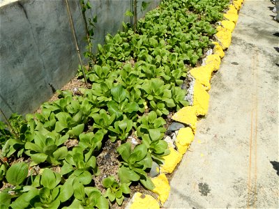 Barangay 
Cabisuculan, Cabisuculan Lake (Tanggal), Bok choy Brassica rapa subsp. chinensis is bounded by Magtanggol, Muñoz, Nueva Ecija (from the Muñoz-Lupao Road, Highway, accessed from the Pan-Phili