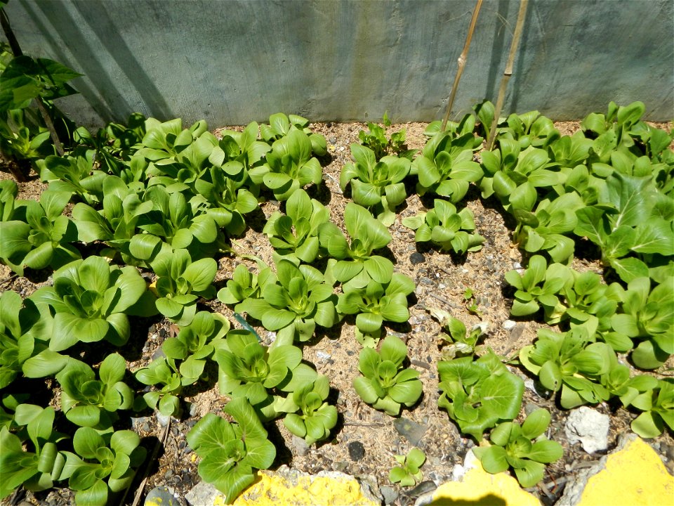 Barangay Cabisuculan, Cabisuculan Lake (Tanggal), Bok choy Brassica rapa subsp. chinensis is bounded by Magtanggol, Muñoz, Nueva Ecija (from the Muñoz-Lupao Road, Highway, accessed from the Pan-Phili photo