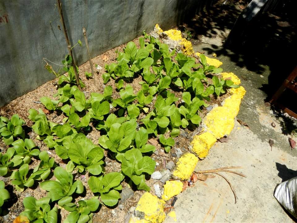 Barangay Cabisuculan, Cabisuculan Lake (Tanggal), Bok choy Brassica rapa subsp. chinensis is bounded by Magtanggol, Muñoz, Nueva Ecija (from the Muñoz-Lupao Road, Highway, accessed from the Pan-Phili photo