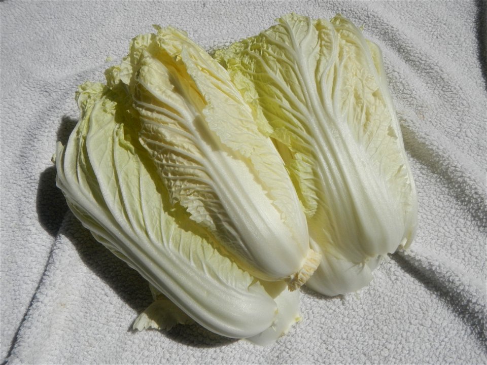 Brassica rapa subsp. pekinensis Napa cabbage dishes (Note: Judge Florentino Floro, the owner, to repeat, Donor Florentino Floro of all these photos hereby donate gratuitously, freely and unconditional photo
