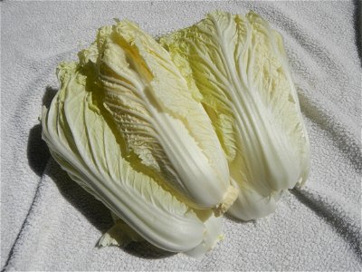Brassica rapa subsp. pekinensis Napa cabbage dishes (Note: Judge Florentino Floro, the owner, to repeat, Donor Florentino Floro of all these photos hereby donate gratuitously, freely and unconditional photo