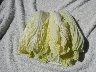 Brassica rapa subsp. pekinensis Napa cabbage dishes (Note: Judge Florentino Floro, the owner, to repeat, Donor Florentino Floro of all these photos hereby donate gratuitously, freely and unconditional