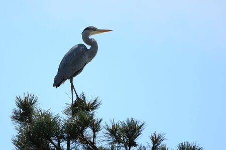 Sky bird nature photo