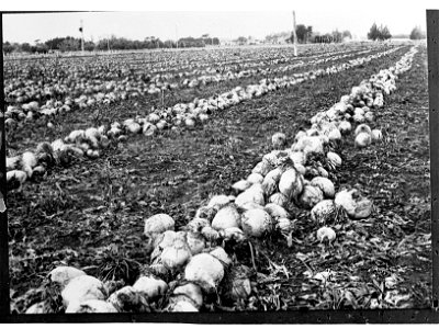 Field of Turnips