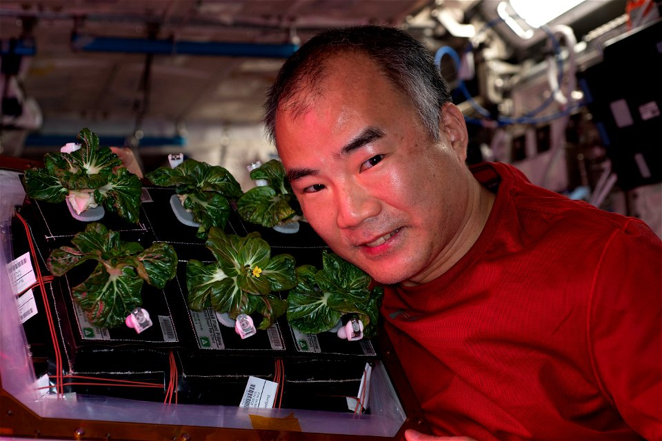 iss064e047074 (March 26, 2021) --- Astronaut and Expedition 64 Flight Engineer Soichi Noguchi of the Japan Aerospace Exploration Agency displays Extra Dwarf Pak Choi plants growing aboard the Internat