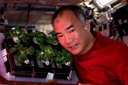 iss064e047074 (March 26, 2021) --- Astronaut and Expedition 64 Flight Engineer Soichi Noguchi of the Japan Aerospace Exploration Agency displays Extra Dwarf Pak Choi plants growing aboard the Internat photo