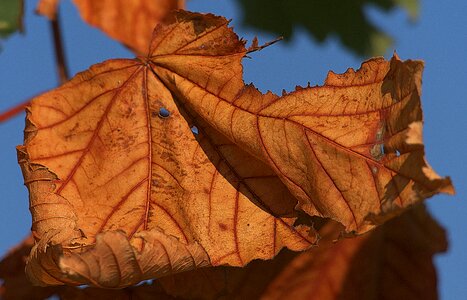 Maple leaf coloring sunlight photo