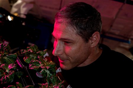 iss064e047070 (March 26, 2021) --- Astronaut and Expedition 64 Flight Engineer Michael Hopkins of NASA smells Extra Dwarf Pak Choi plants growing aboard the International Space Station. The plants wer photo