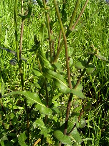 Deze foto toont het . Ik nam de foto in 2004 in Zoetermeer.

This photo shows some leaves of Brassica rapa. I took the photo in Zoetermeer.