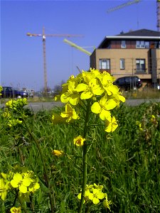 Deze foto toont het . Ik nam de foto in 2004 in Zoetermeer.

This photo shows some flowers of Brassica rapa. I took the photo in Zoetermeer.