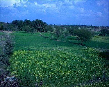 Flowering Mustard (Sarsoon, Brassica campestris var. sarson) fields in the village of Sadwal Kalan, Gujrat district, Punjab, Pakistan photo