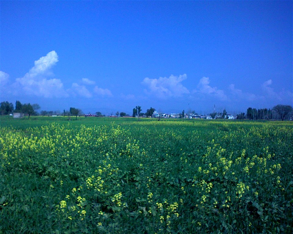 Flowering Mustard (Sarsoon, Brassica campestris var. sarson), Sadwal Kalan, Gujrat district, Punjab, Pakistan