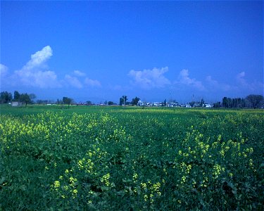 Flowering Mustard (Sarsoon, Brassica campestris var. sarson), Sadwal Kalan, Gujrat district, Punjab, Pakistan photo