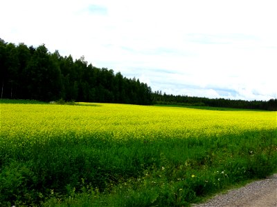 Turnip rape (Brassica rapa subsp. oleifera) field in Parikkala, Finland