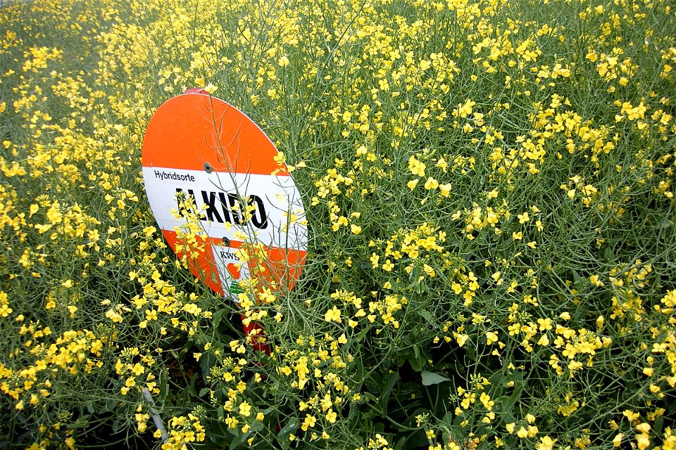 Winterraps (hybride) 'Alkido' (Brassica napus subsp. napus forma napus) of german company KWS.