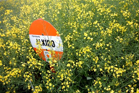 Winterraps (hybride) 'Alkido' (Brassica napus subsp. napus forma napus) of german company KWS. photo