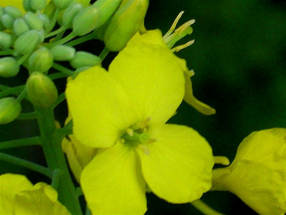 Brassica napus close up Campo de Calatrava, Spain