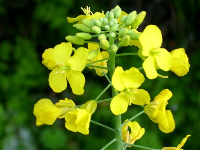 Brassica napus inflorescence close up Campo de Calatrava, Spain photo