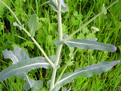 Brassica napus stem and leaves Campo de Calatrava, Spain photo