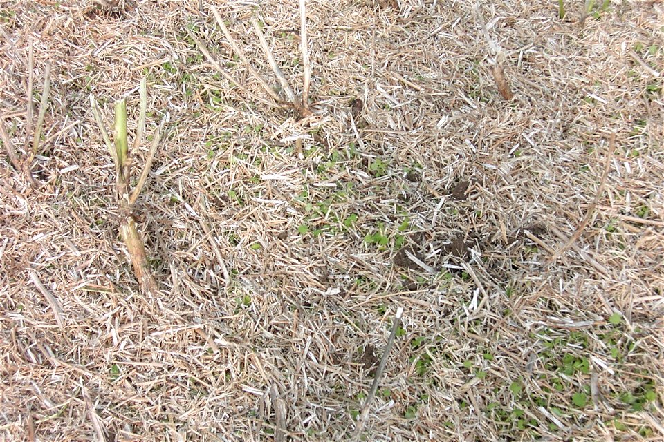 canola fallen to the ground before harvest