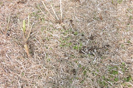 canola fallen to the ground before harvest photo