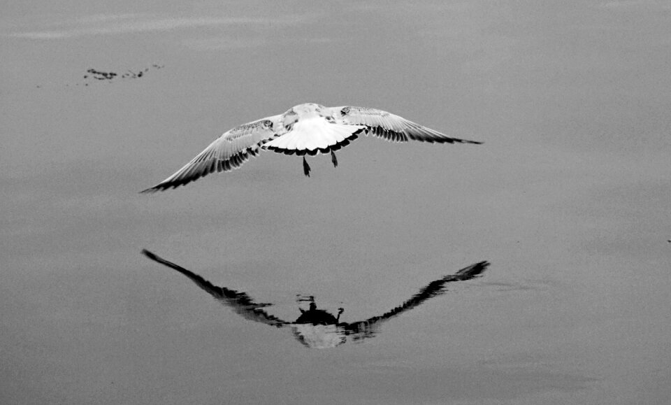 Bird nature lake