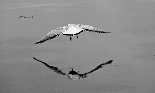 Bird nature lake photo