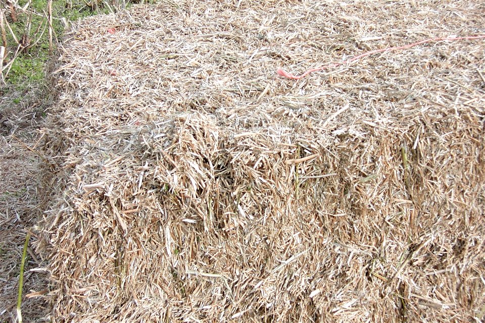 Straw bale of oilseed rape.