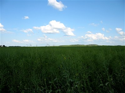 Rapeseed field photo