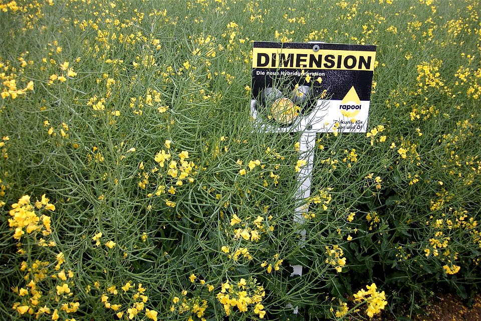 winter rape Brassica Napus of RAPOOL Dimension