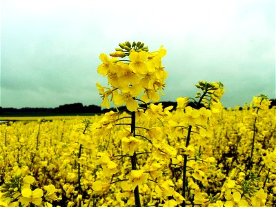 Image title: Field of oilseed rape Image from Public domain images website, http://www.public-domain-image.com/full-image/nature-landscapes-public-domain-images-pictures/field-public-domain-images-pic photo