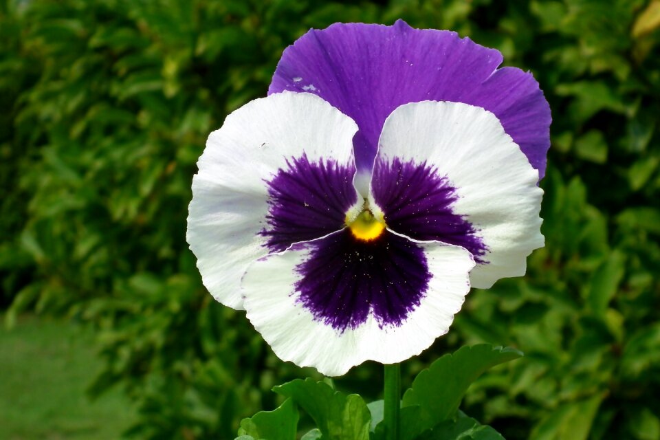Garden nature closeup