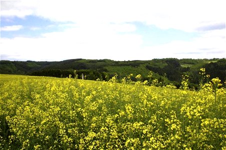 Flowered yellow wild flowers in nature reserve – comment: looks like a rapeseed field photo