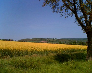 Heukenberg. Brassica napus in front. Shot taken north of Dassel city, west of Mackensen, Germany. photo