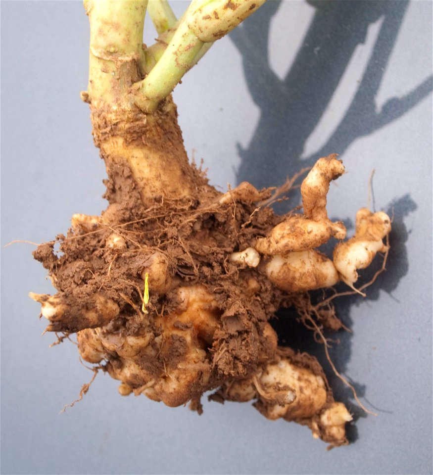 Plasmodiophora brassicae on oilseed rape