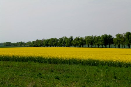 Landschaftsschutzgebiet Notte-Niederung am 11. Mai 2021. photo